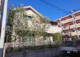 埼玉県三郷市の戸建て住宅にて、剪定後のオリーブ系常緑樹。透かし剪定により外構全体が明るくなった状態