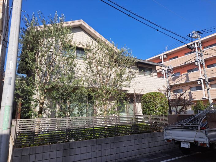 埼玉県三郷市の戸建て住宅にて、剪定後のオリーブ系常緑樹。透かし剪定により外構全体が明るくなった状態