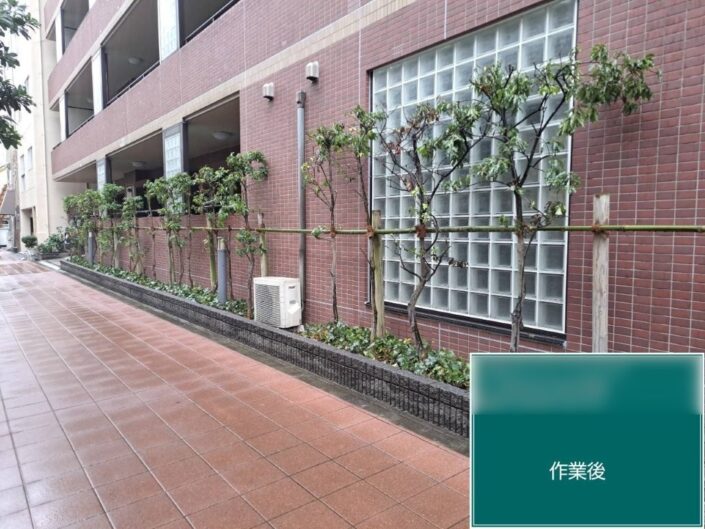 東京都北区のCマンションで布がけ支柱竹を修繕後の様子。横竹のラインが整い植栽帯がすっきりした状態